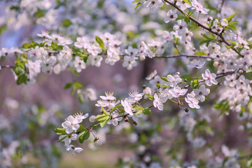 Branches of blooming tree flowers on blurred background