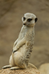 Meerkat