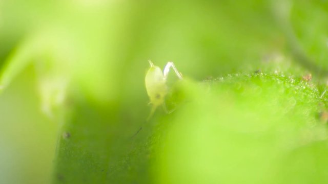 Green Camouflage Fly Larvae Aphids Insects Crawling on a Leaf, Detailed Macro