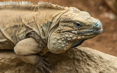 Iguana
