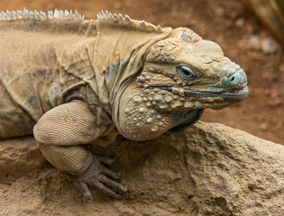 Large Iguana