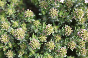 Thym en fleur