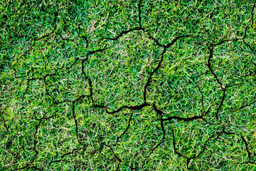 Lawn cracks of the ground, Green nature background.