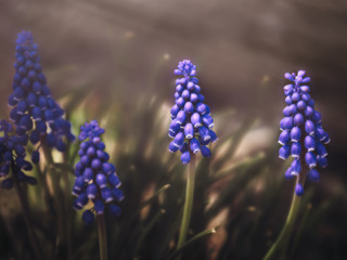 Blue muscari