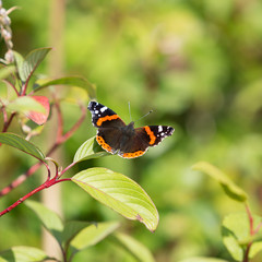 Red Admiral