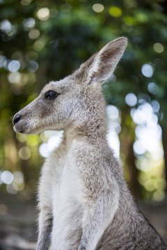 Kangaroo