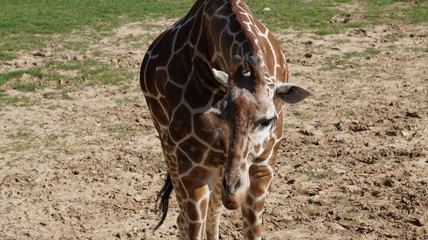 Giraffe Close Up