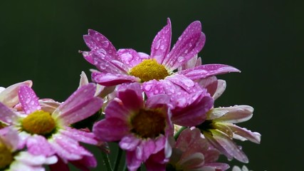 Wet pink Chrysanthemums - Powered by Adobe