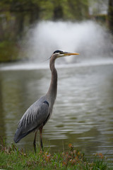 Great Blue Heron at Elizabeth Park, Hartford, Connecticut, 4/30/2017