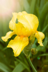 Yellow iris flower © hiddencatch