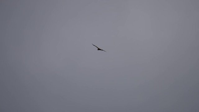wildlife bird - buzzard flying high against grey stormy sky - Staffordshire, England: April 2017
