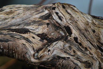 log
