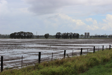 Flooded crop with silo and trees