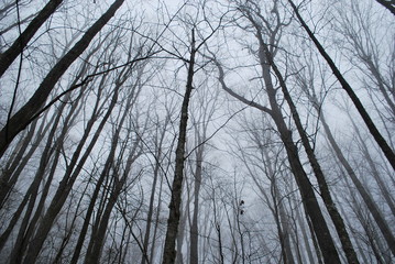 forest fog