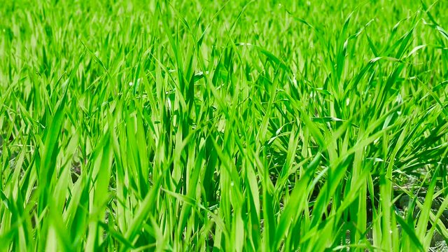 field green grass