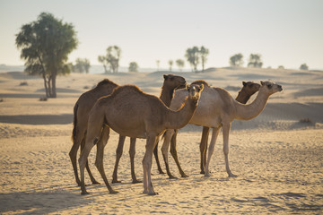 Fototapeta na wymiar Desert landscape with camel