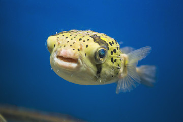 Fish in an aquarium in the National Oceanographic Museum of Vietnam