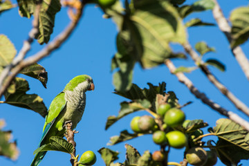 cotorra posando en una higuera