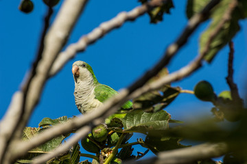 La cotorra monje,  cotorrita verdigrís ,Myiopsitta monachus