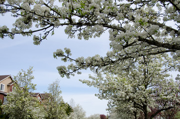 Blooming cherry branches extend over buidlings of a residential street in Seattle suburb