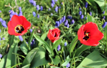 Red tulips bloom in a spring garden