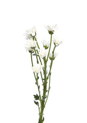 Fototapeta na wymiar bouquet white chrysanthemums
