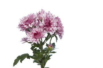 purple chrysanthemum flower