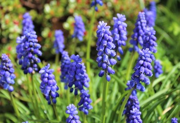 Muscari flowers bloom in spring garden 