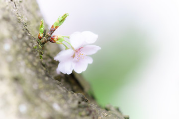 SAKURA