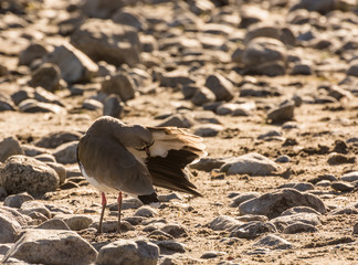 Tero, vanellus chilensis, avefría tero, traile, queltehue, alcaraván, Villa la Angostura, Patagonia, Argentina