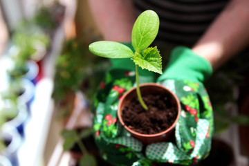 woman doing gardening work with  organic green plant