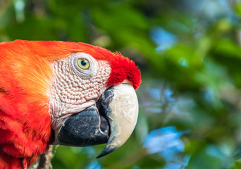 Arara vermelha.