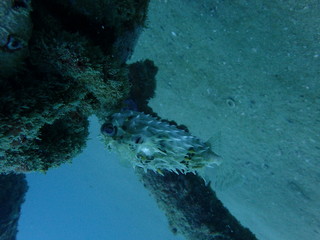 インド洋の沈船のまわりを泳ぐトゲトゲのフグ © nori