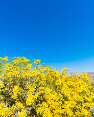 Bright yellow wildflowers against a blue sky.