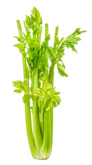 Celery isolated on the white background