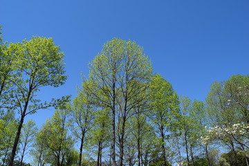 Obraz premium 新緑の木と青空