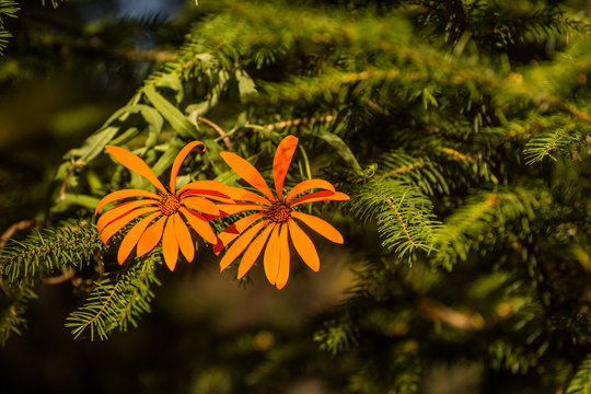 clavel del campo, mutisia, flor nacional de Neuquen