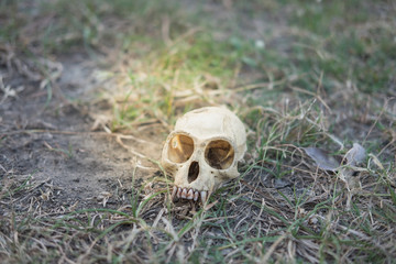 skull head abandoned in deep forest putting on grass long time, this image for nature and skull concept