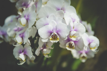 Fototapeta na wymiar white orchid with purple spots background