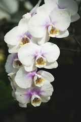 Fototapeta na wymiar white orchid with purple spots background