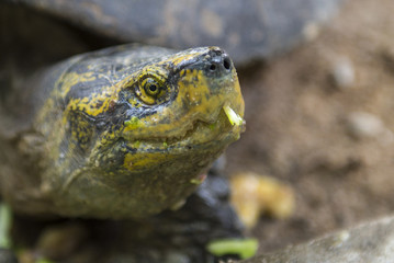 Turtle head