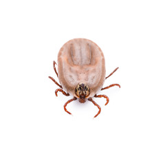 Encephalitis Virus Infected Tick Isolated on White