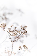 Tiny dried seeds on a bush covered in snow