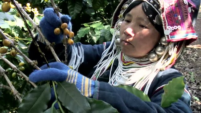 Picking Caturra