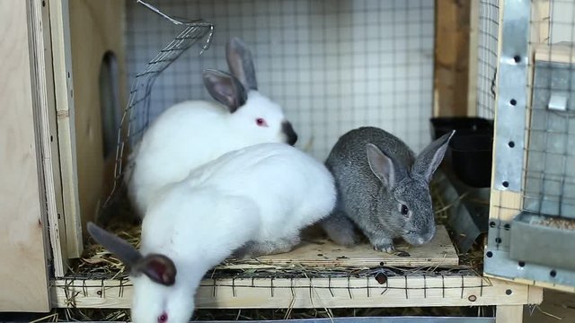 Video rabbits in a cage eat food on the farm