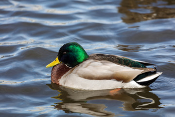 Wild Mallard is probably the world's best known duck as it can be found in almost any city-park pond around the world.