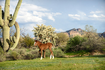 Young wild colt standing in desert in front of usury mountains with cholla cactus