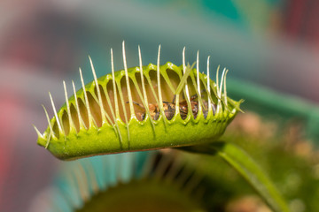 Venus fly trap
