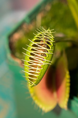 Venus fly trap
