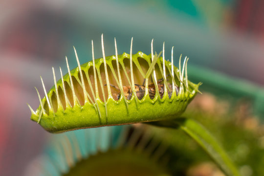 Venus fly trap